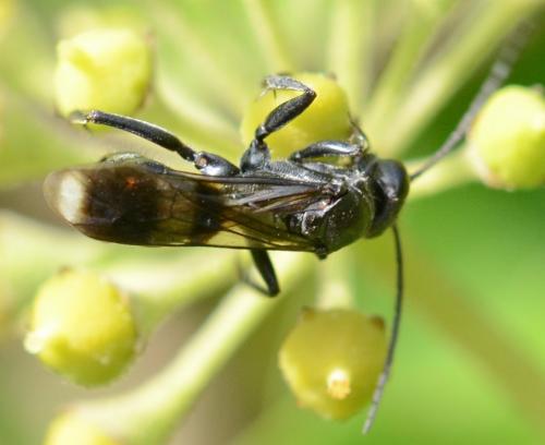 Priocnemis propinqua